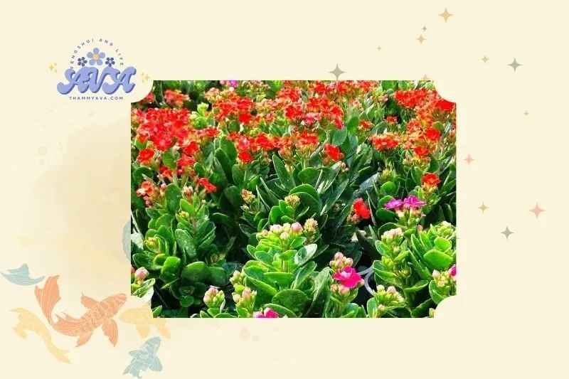 Ý nghĩa phong thủy của cây sống đời