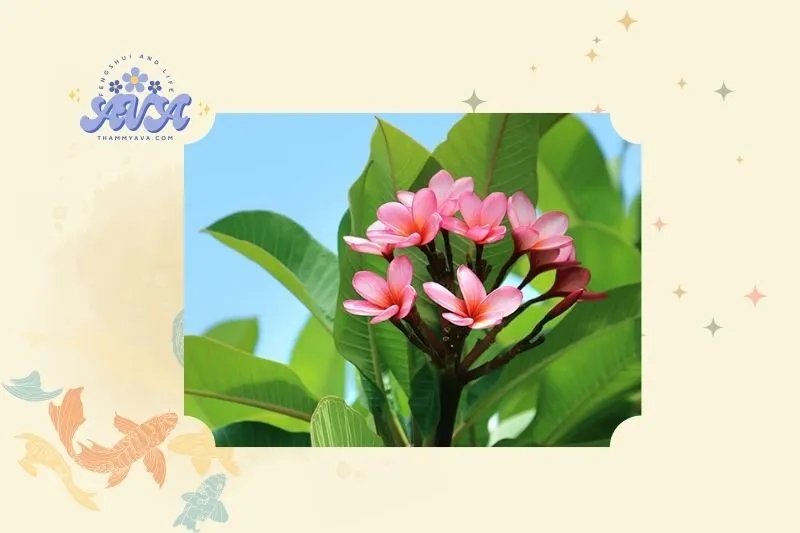 Ý nghĩa phong thủy của cây sứ đại