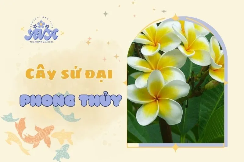 Cây sứ đại phong thủy 2025: Ý nghĩa, công dụng và cách chăm sóc