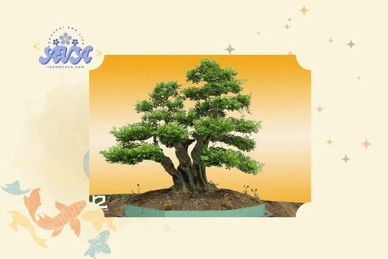Cây sung phong thủy: Khái niệm và đặc điểm nổi bật