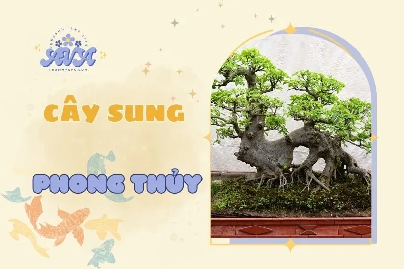 Cây sung phong thủy: Ý nghĩa và cách chăm sóc năm 2025