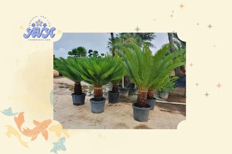 Cây thiên tuế phong thủy là gì?