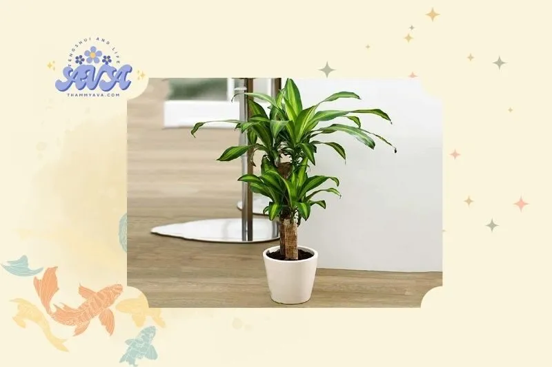 Khái niệm và đặc điểm của cây thiết mộc lan phong thủy