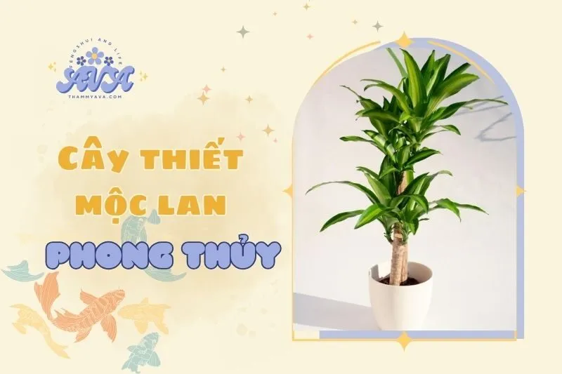 Cây thiết mộc lan phong thủy 2025: Ý nghĩa, cách trồng và chăm sóc