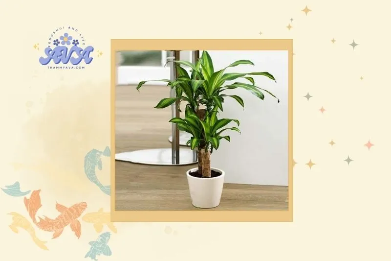 Cây Thiết Mộc Lan