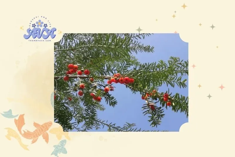 Ý nghĩa phong thủy của cây thông đỏ