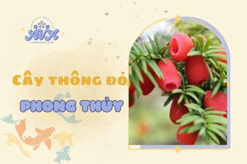 Cây thông đỏ phong thủy 2025: Ý nghĩa, đặc điểm và cách trồng