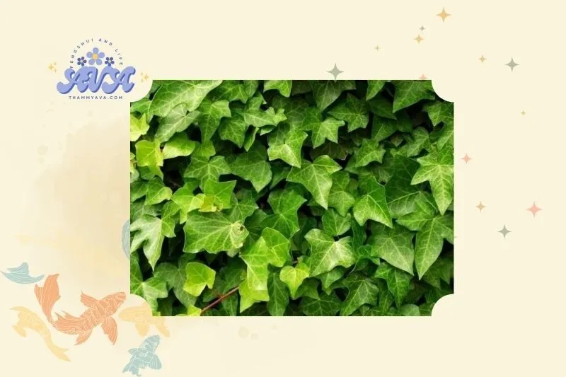 Cây Thường Xuân Là Gì? Khái Niệm Và Đặc Điểm Nổi Bật