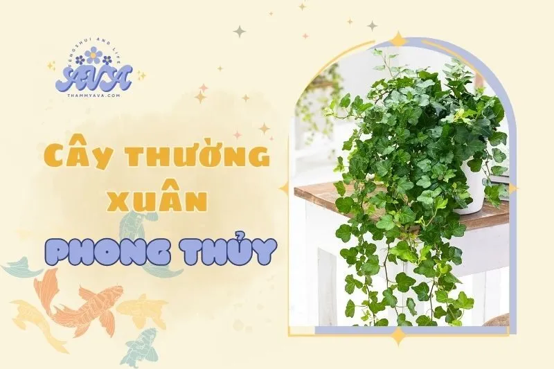 Cây Thường Xuân Phong Thủy: Ý Nghĩa, Công Dụng & Cách Chăm Sóc 2025