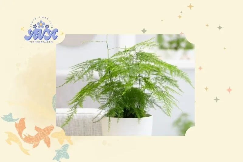 Ý nghĩa phong thủy của cây thủy tùng