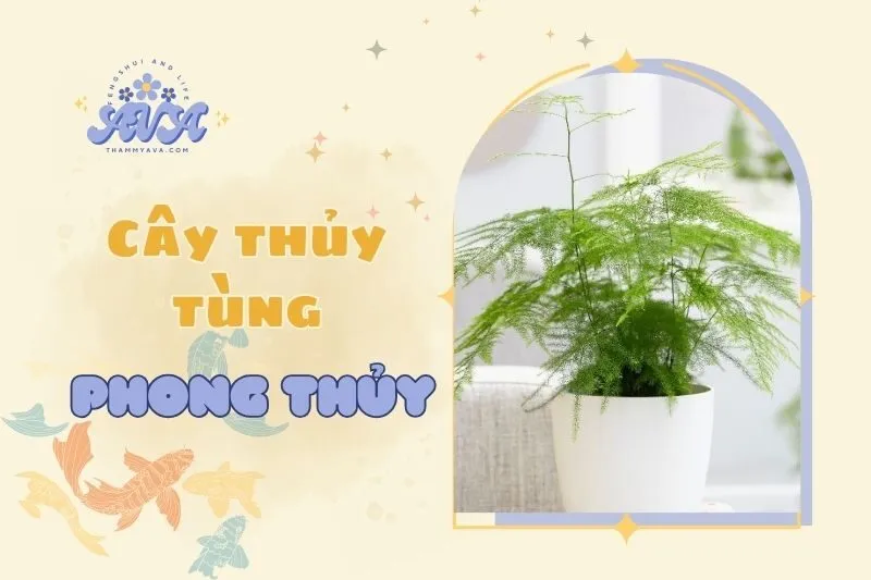 Cây thủy tùng phong thủy: Ý nghĩa, cách trồng và chăm sóc 2025