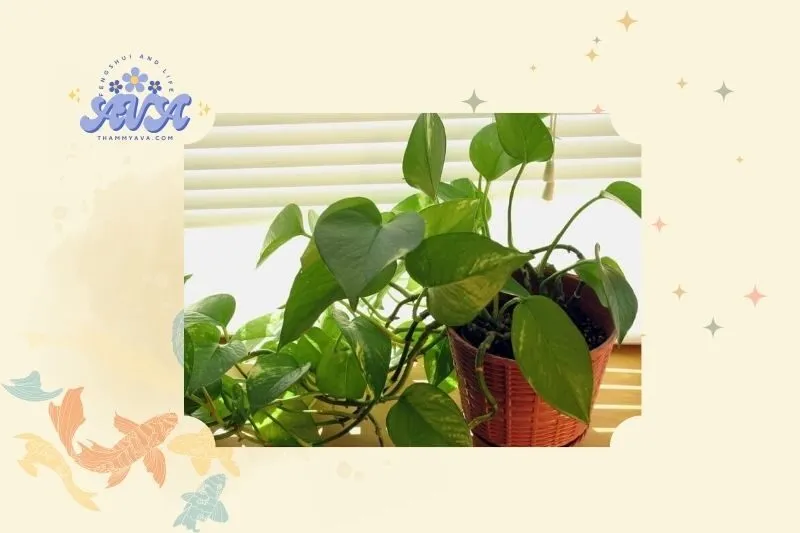 Cây trầu bà phong thủy là gì?