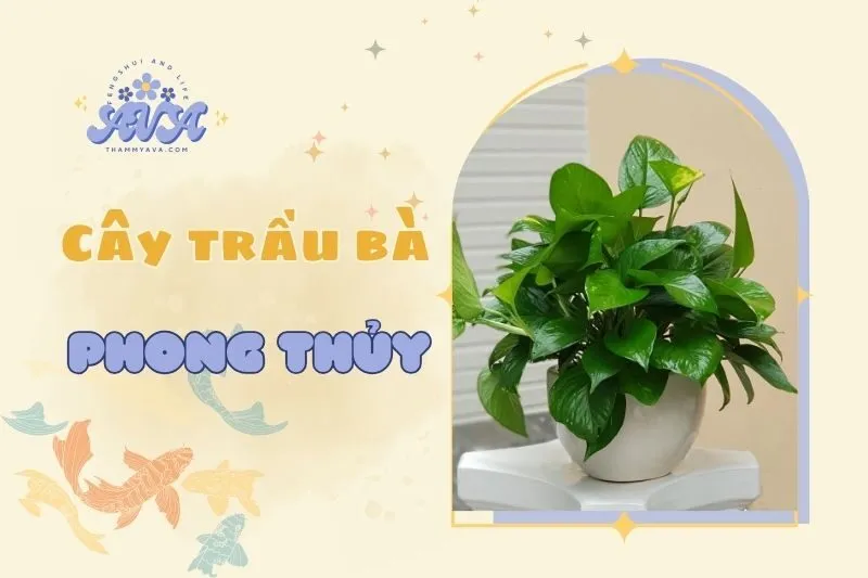 Cây trầu bà phong thủy: Ý nghĩa, cách chăm sóc và bài trí 2025