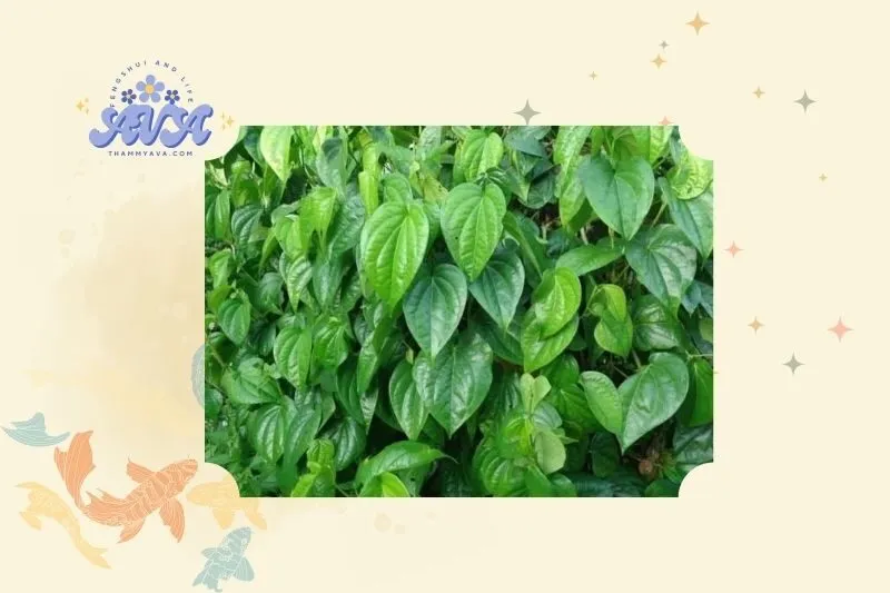 Cây Trầu Không Phong Thủy - Khái Niệm và Đặc Điểm