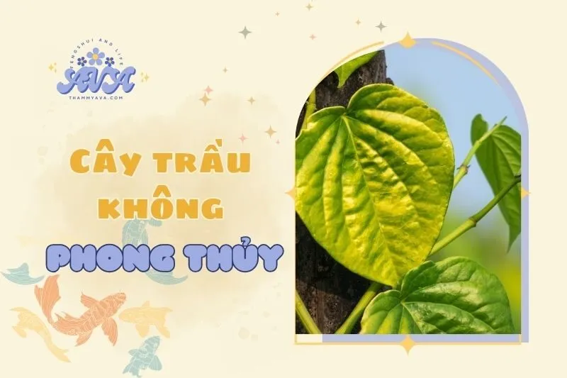 Cây Trầu Không Phong Thủy 2025: Ý Nghĩa, Cách Trồng và Chăm Sóc