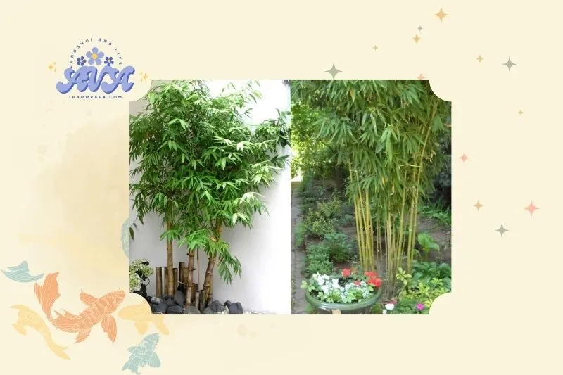 Cây tre phong thủy là gì?