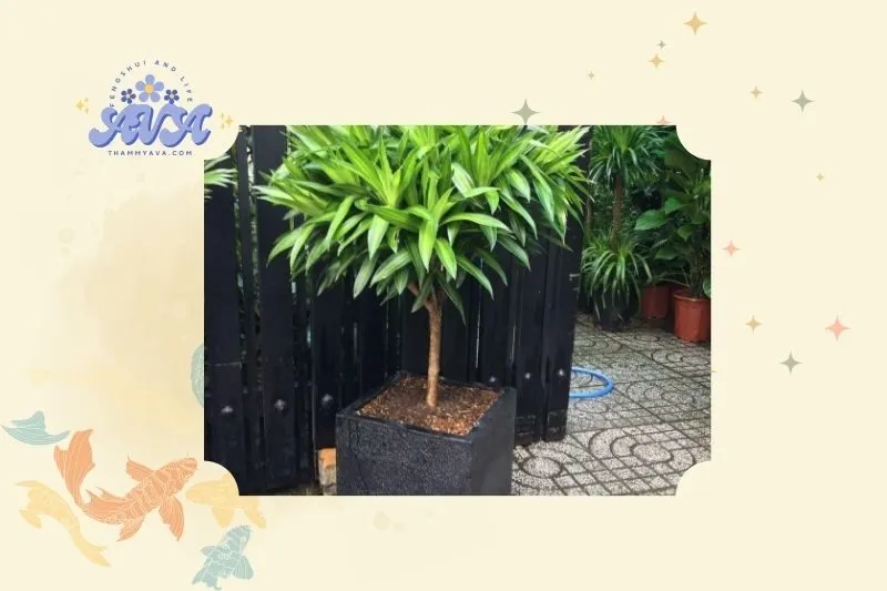 Cây trúc bách hợp phong thủy: Tìm hiểu khái niệm và đặc điểm