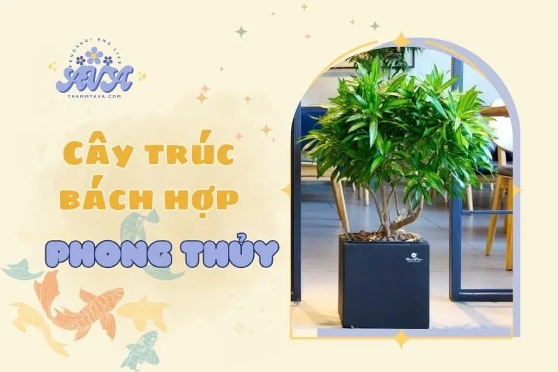 Cây trúc bách hợp phong thủy 2025: Ý nghĩa và cách chăm sóc