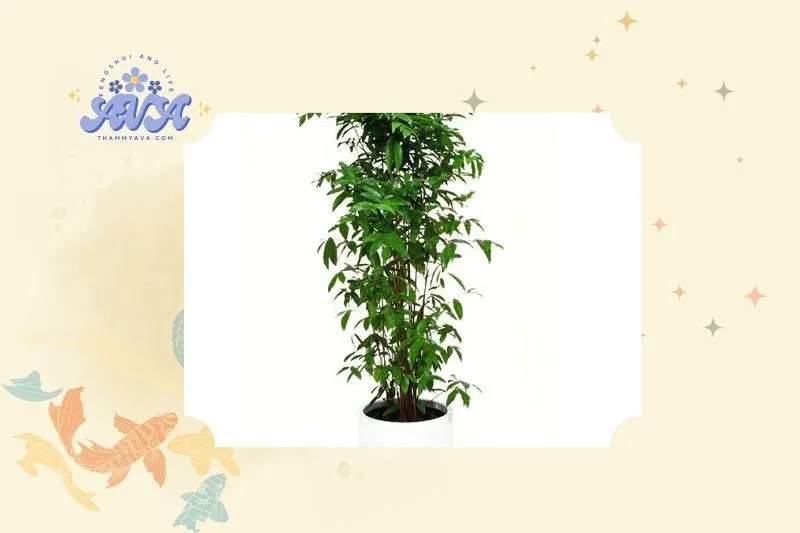 Ý nghĩa phong thủy của cây trúc Nhật