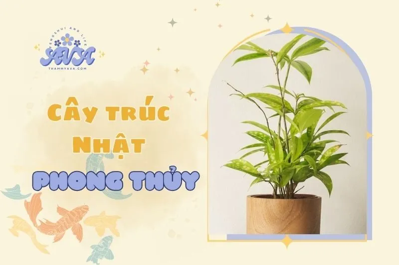 Cây Trúc Nhật Phong Thủy 2025: Ý Nghĩa, Công Dụng và Cách Chăm Sóc