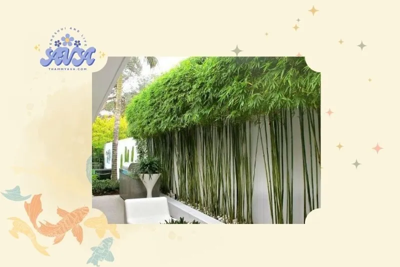 Ý nghĩa phong thủy của cây trúc quân tử