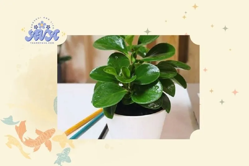 Ý nghĩa và lợi ích của cây trường sinh phong thủy