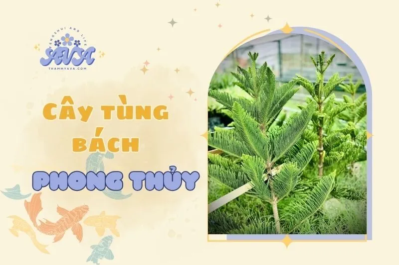Cây tùng bách phong thủy: Ý nghĩa, cách chăm sóc và bài trí 2025