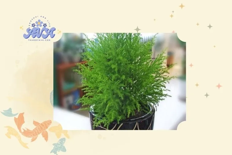 Ý nghĩa phong thuỷ của cây tùng bồng lai