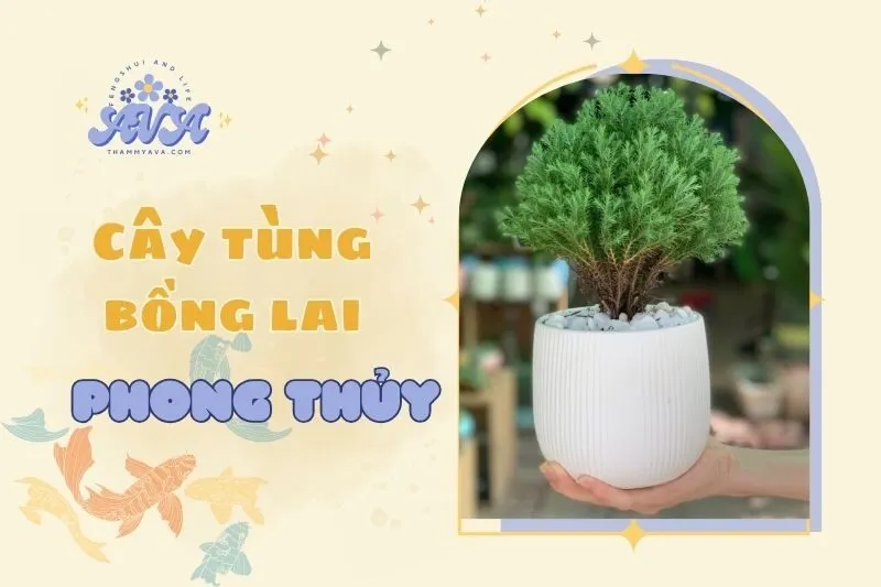 Cây tùng bồng lai phong thuỷ: Ý nghĩa, cách chăm sóc và 2025