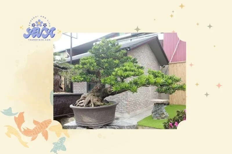 Cây tùng la hán phong thủy là gì?