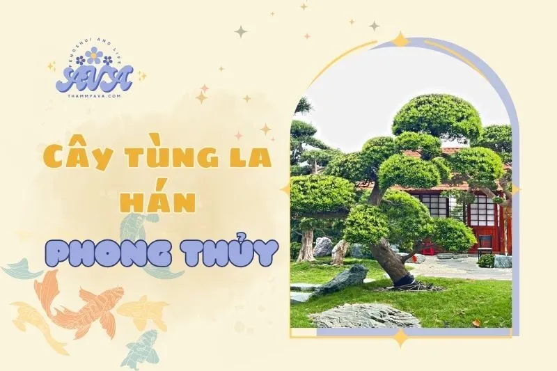 Cây Tùng La Hán Phong Thủy 2025: Ý Nghĩa và Cách Trồng