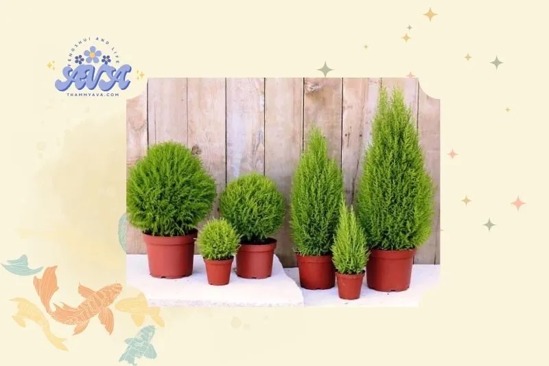 Cây tùng thơm phong thủy là gì?