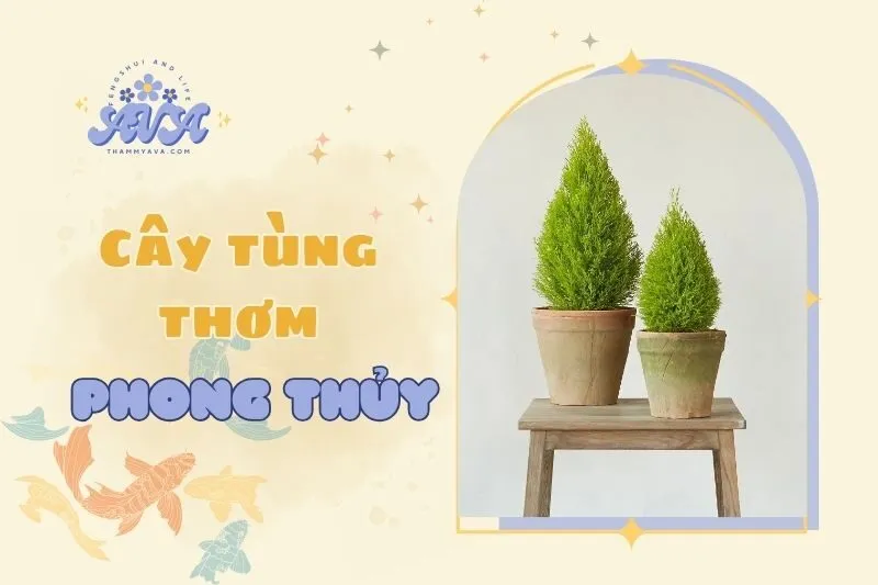 Cây tùng thơm phong thủy 2025: Ý nghĩa, cách trồng và chăm sóc