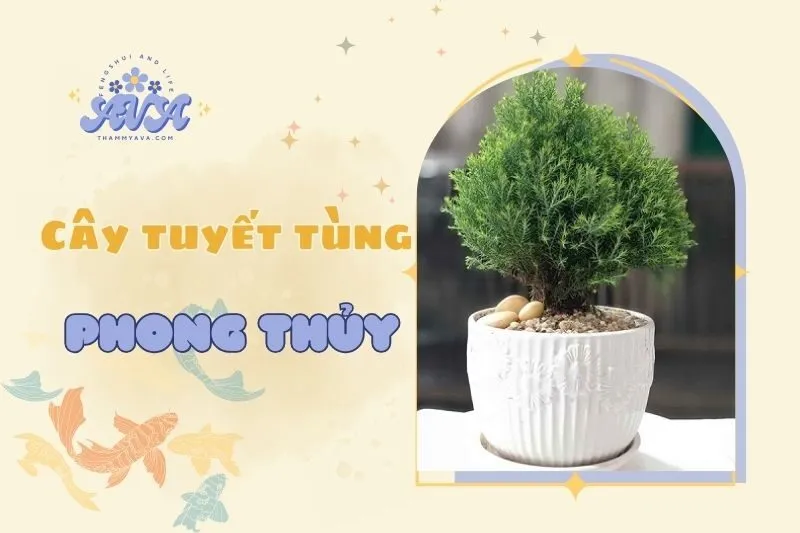 Cây tuyết tùng phong thủy: Ý nghĩa và cách trồng chăm sóc 2025