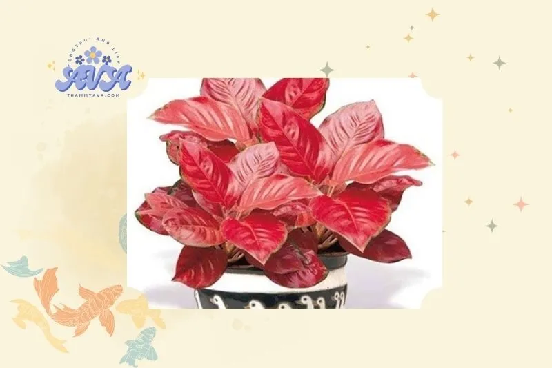 Cây vạn lộc phong thủy là gì?