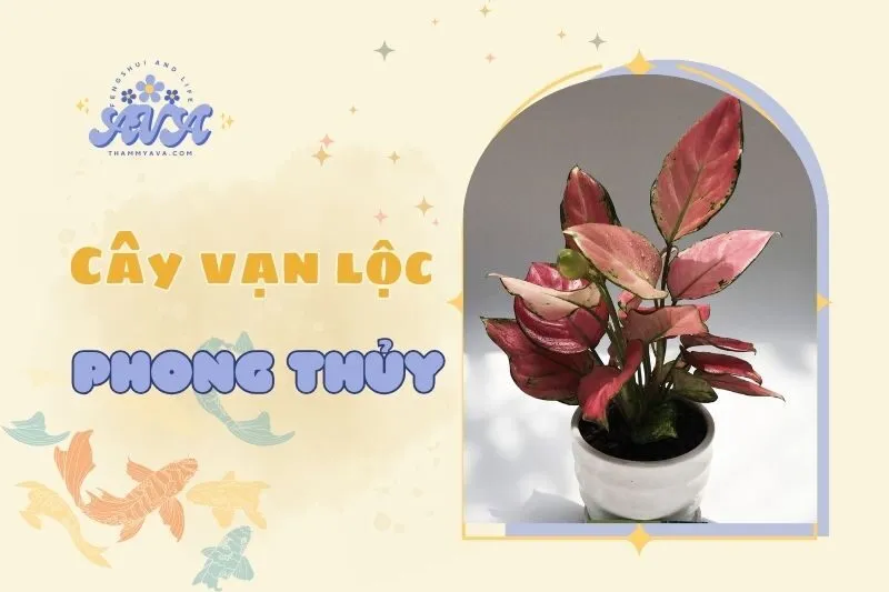 Cây vạn lộc phong thủy: Ý nghĩa, cách trồng và chăm sóc 2025