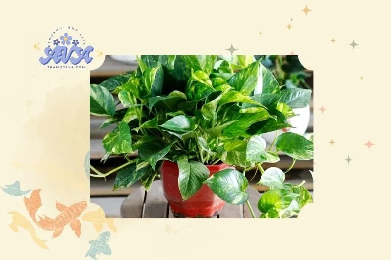 Cây vạn niên thanh phong thủy là gì?