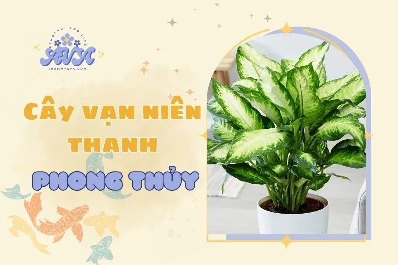 Cây vạn niên thanh phong thủy: Ý nghĩa và cách chăm sóc 2025