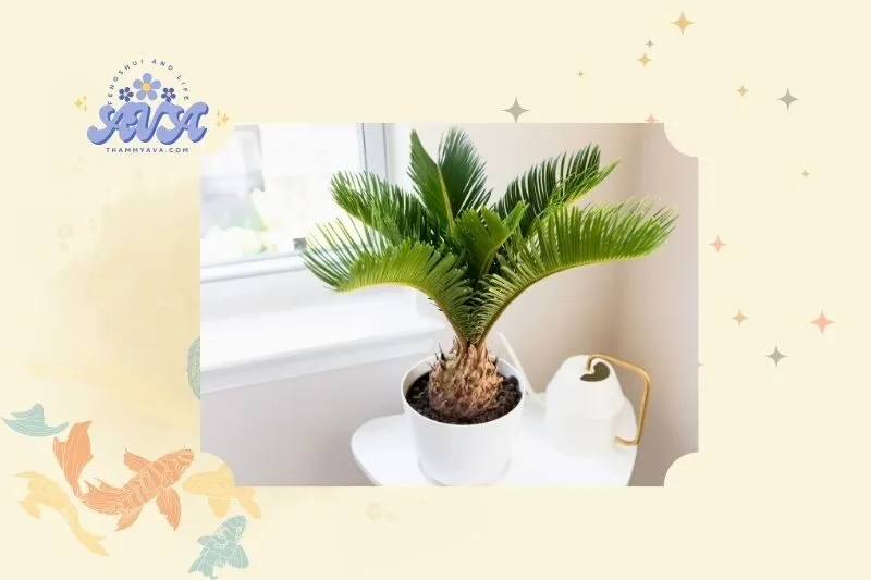 Cây vạn tuế phong thủy là gì?