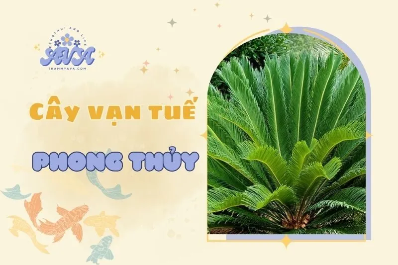 Cây vạn tuế phong thủy 2025: Ý nghĩa, cách trồng và chăm sóc