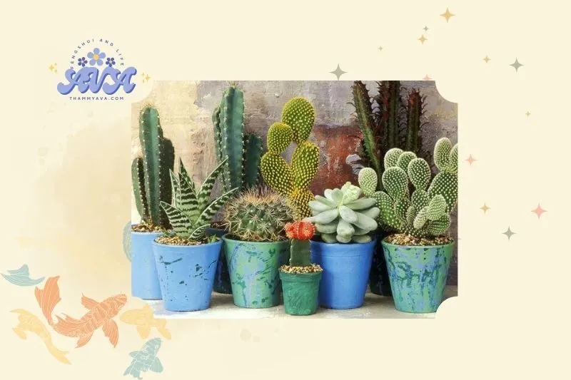 Cây xương rồng phong thủy là gì?