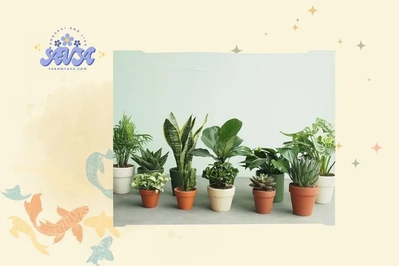 Lợi ích của cây phong thủy trong nhà