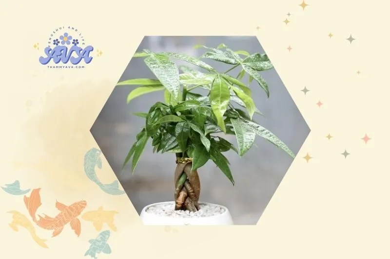 Những loại cây phong thủy không nên trồng trong nhà