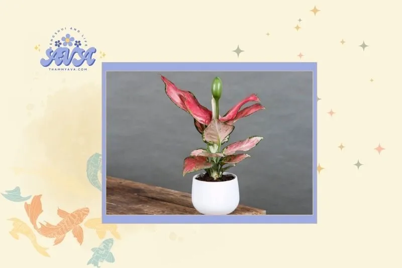 Top các loại cây phong thủy trong nhà được ưa chuộng