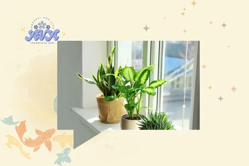 Vị trí đặt cây phong thủy trong nhà để thu hút tài lộc