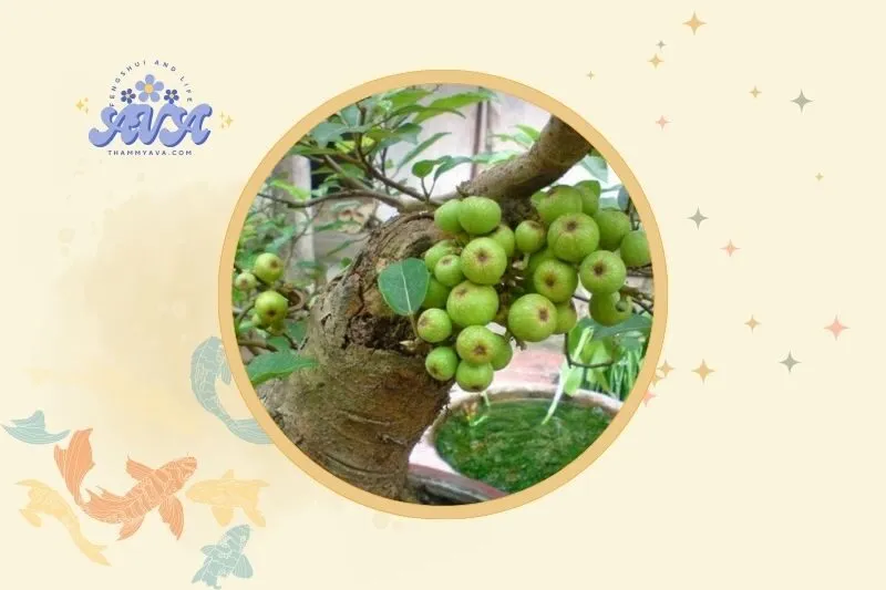 Vị trí đặt cây sung hợp lý theo phong thủy